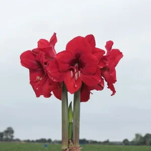 Red Waxed Amaryllis Bulbs 3 Pack - 28/30cm - No Water Holiday Decoration - Image 3