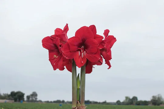 Red Waxed Amaryllis Bulbs 3 Pack - 28/30cm - No Water Holiday Decoration - Image 3