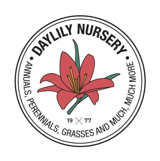 Red Waxed Amaryllis Bulbs 3 Pack - 28/30cm - No Water Holiday Decoration - Image 4