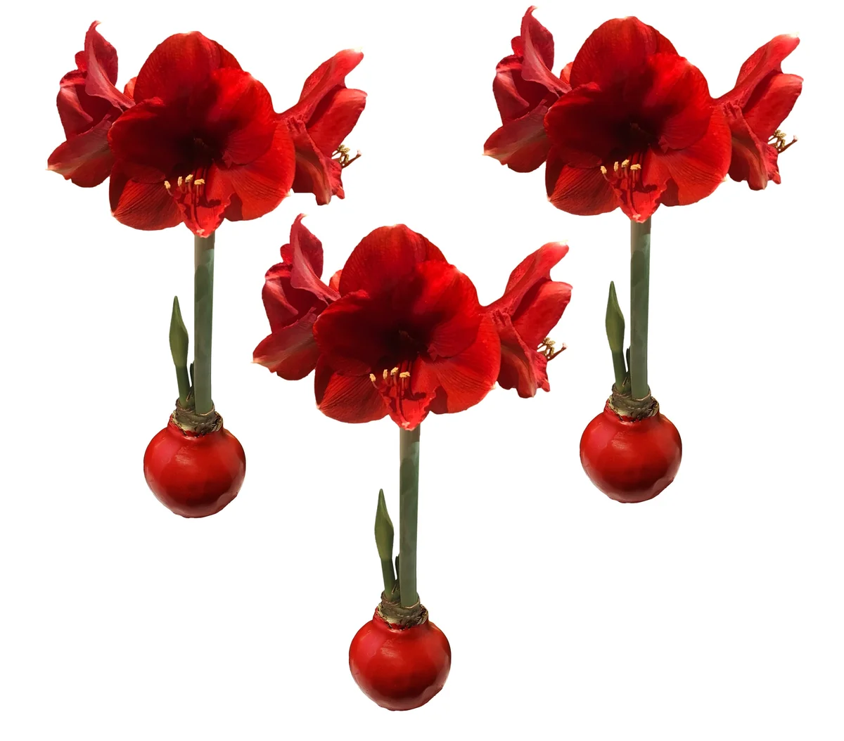 Red Waxed Amaryllis Bulbs 3 Pack - 28/30cm - No Water Holiday Decoration - Image 1