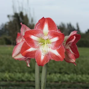 Red Waxed Minerva Amaryllis Bulb Size 36/38 - No Water, Easy Care Holiday Bloom - Image 3