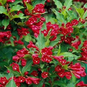 Red Weigela Bare Root Plant - 2 Count - Deciduous Shrub for Full Sun - Image 1