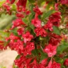Red Weigela Bare Root Plants - 2 Pack, 1-2 ft Tall Deciduous Shrub for Outdoors - Image 1
