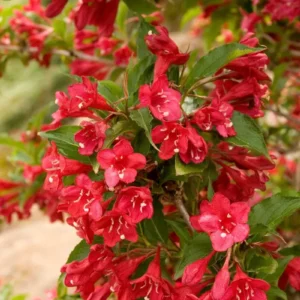 Red Weigela Bare Root Plants - 2 Pack, 1-2 ft Tall Deciduous Shrub for Outdoors - Image 1