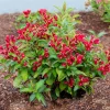 Red Weigela Florida Live Plant – 6-12 inches tall in pot – Outdoor Shrub - Image 1