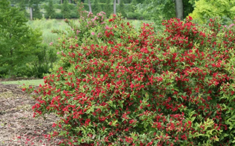 Red Weigela Live Plant – Quart Pot – Colorful Flowering Shrub – Outdoor - Image 10