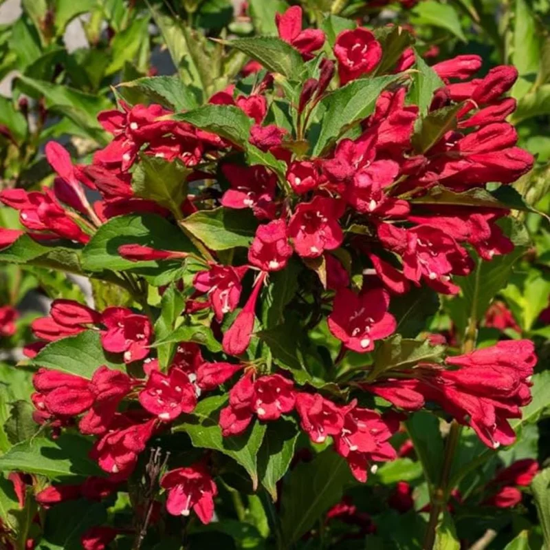 Red Weigela Live Plant – Quart Pot – Colorful Flowering Shrub – Outdoor - Image 2
