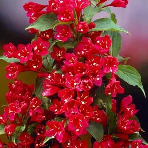 Red Weigela Live Plant – Quart Pot – Colorful Flowering Shrub – Outdoor - Image 3