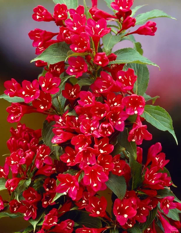Red Weigela Live Plant – Quart Pot – Colorful Flowering Shrub – Outdoor - Image 3