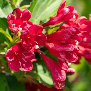 Red Weigela Live Plant – Quart Pot – Colorful Flowering Shrub – Outdoor - Image 4