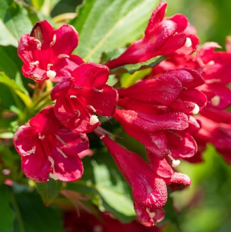 Red Weigela Live Plant – Quart Pot – Colorful Flowering Shrub – Outdoor - Image 4
