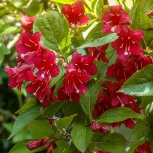 Red Weigela Live Plant – Quart Pot – Colorful Flowering Shrub – Outdoor - Image 5
