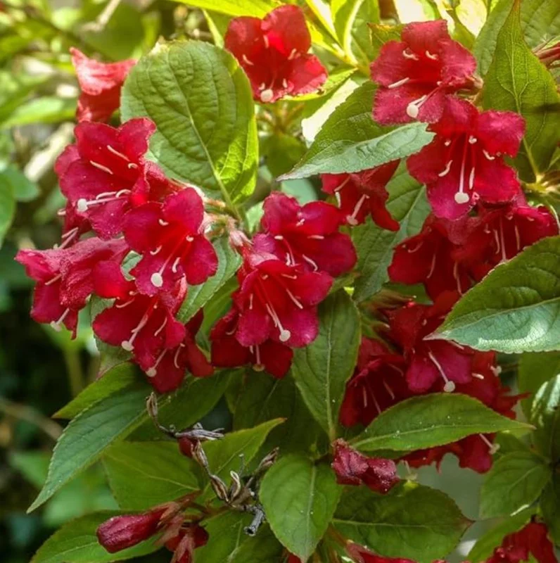 Red Weigela Live Plant – Quart Pot – Colorful Flowering Shrub – Outdoor - Image 5