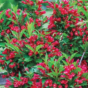 Red Weigela Live Plant – Quart Pot – Colorful Flowering Shrub – Outdoor - Image 6