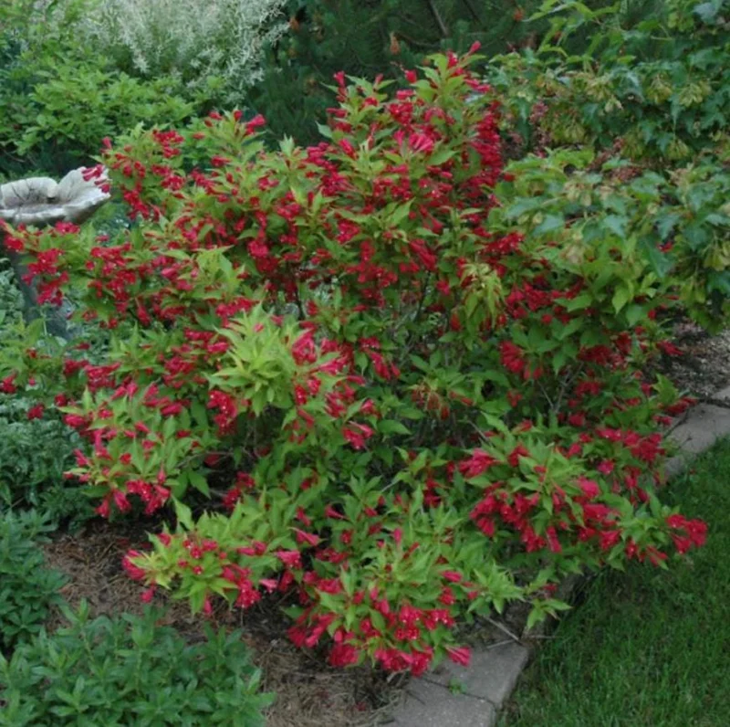 Red Weigela Live Plant – Quart Pot – Colorful Flowering Shrub – Outdoor - Image 8