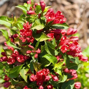 Red Weigela Live Plant – Quart Pot – Colorful Flowering Shrub – Outdoor - Image 9