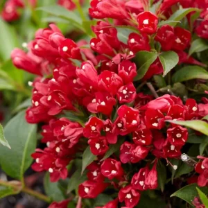 Red Weigela Live Plant – Quart Pot – Colorful Flowering Shrub – Outdoor - Image 1