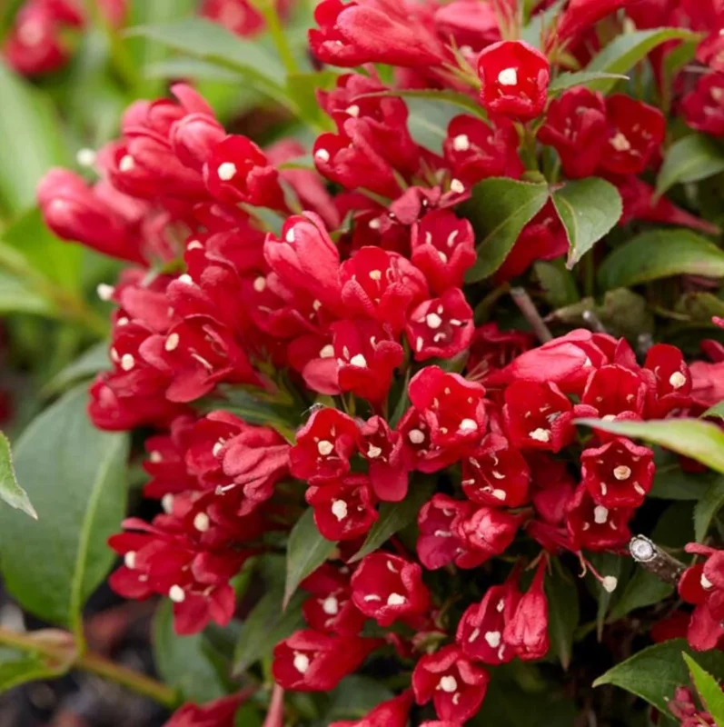 Red Weigela Live Plant – Quart Pot – Colorful Flowering Shrub – Outdoor - Image 1