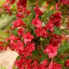 Red Weigela Live Plant – Vibrant Red Flowering Shrub – Quart Pot – Outdoor - Image 1