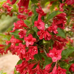 Red Weigela Live Plant – Vibrant Red Flowering Shrub – Quart Pot – Outdoor - Image 1