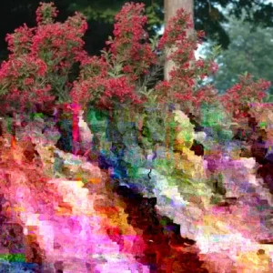 Red Weigela Live Plant (Weigela florida) - Bare Root Shrub up to 2 ft Tall - Outdoor Flowering - Image 2