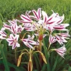 Red & White Crinum Lily Bulbs - 1 Count - Up to 2 ft Tall - Indoor/Outdoor - Image 1