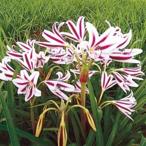 Red & White Crinum Lily Bulbs - 1 Count - Up to 2 ft Tall - Indoor/Outdoor - Image 1
