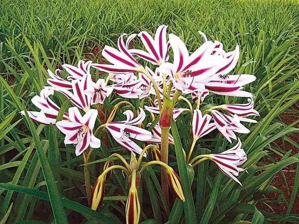 Red & White Crinum Lily Bulbs - 1 Count - Up to 2 ft Tall - Indoor/Outdoor - Image 1