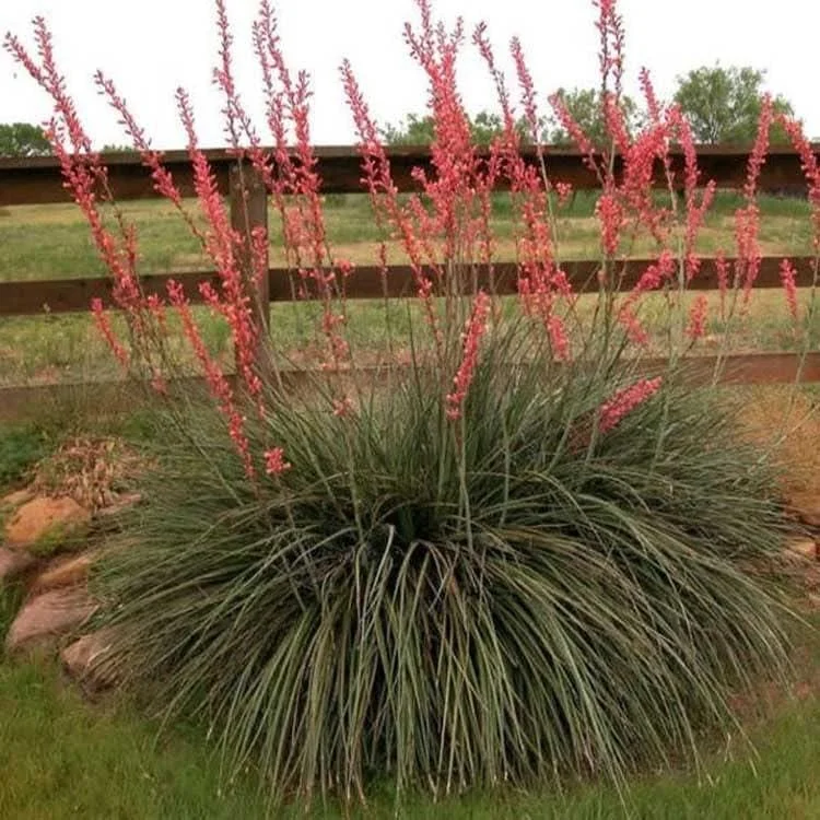 Red Yucca Live Plant - 4 Inch Pot - Hardy Desert Ornamental - Image 2