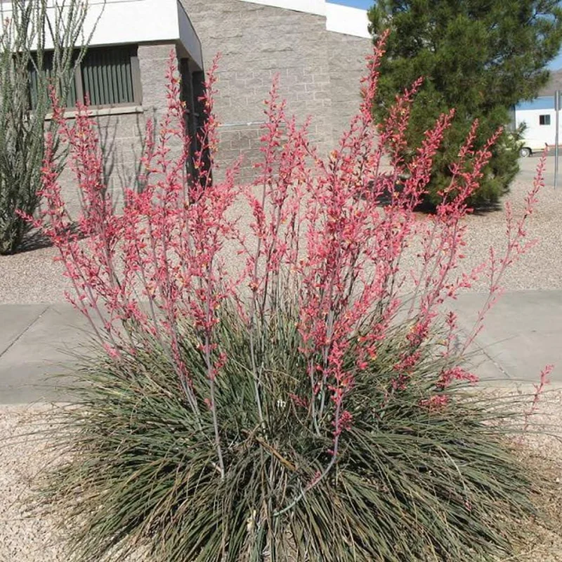 Red Yucca Live Plant - 4 Inch Pot - Hardy Desert Ornamental - Image 6