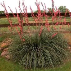 Red Yucca Live Plant - 4 Inch Pot - Hardy Ornamental Desert Plant - Image 2