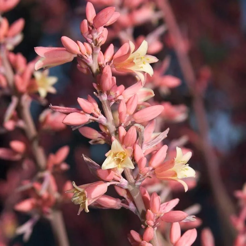 Red Yucca Live Plant - 4 Inch Pot - Hardy Ornamental Desert Plant - Image 5