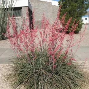 Red Yucca Live Plant - 4 Inch Pot - Hardy Ornamental Desert Plant - Image 6