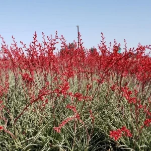 Red Yucca Live Plant - 4 Inch Pot - Hardy Ornamental Desert Plant - Image 1