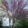 Redbud Tree Live Plant - Eastern Redbud (Cercis canadensis) - 2 Trees, 4 inch Container, 6-12 inch Tall - Image 1