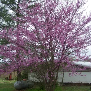 Redbud Tree Live Plant - Eastern Redbud (Cercis canadensis) - 2 Trees, 4 inch Container, 6-12 inch Tall - Image 2