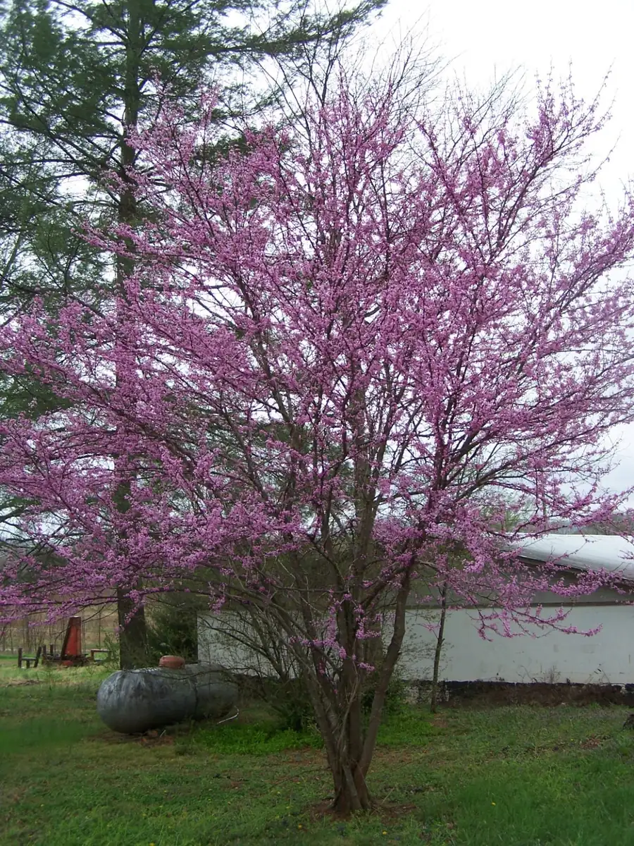 Redbud Tree Live Plant - Eastern Redbud (Cercis canadensis) - 2 Trees, 4 inch Container, 6-12 inch Tall - Image 2