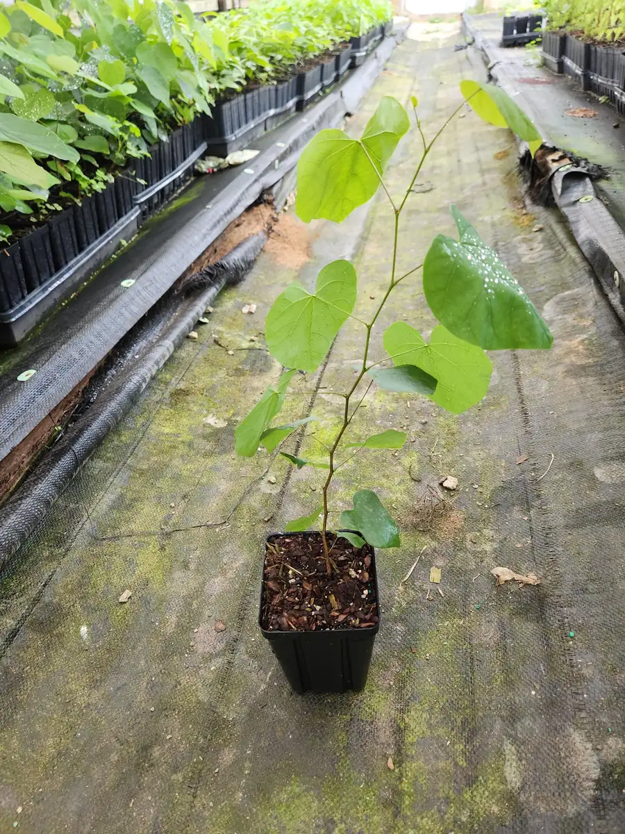 Redbud Tree Live Plant - Eastern Redbud (Cercis canadensis) - 2 Trees, 4 inch Container, 6-12 inch Tall - Image 3