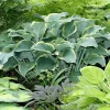Regal Splendor Hosta Bare Root Plant - Frosty Blue Foliage, Purple Flowers - Image 1