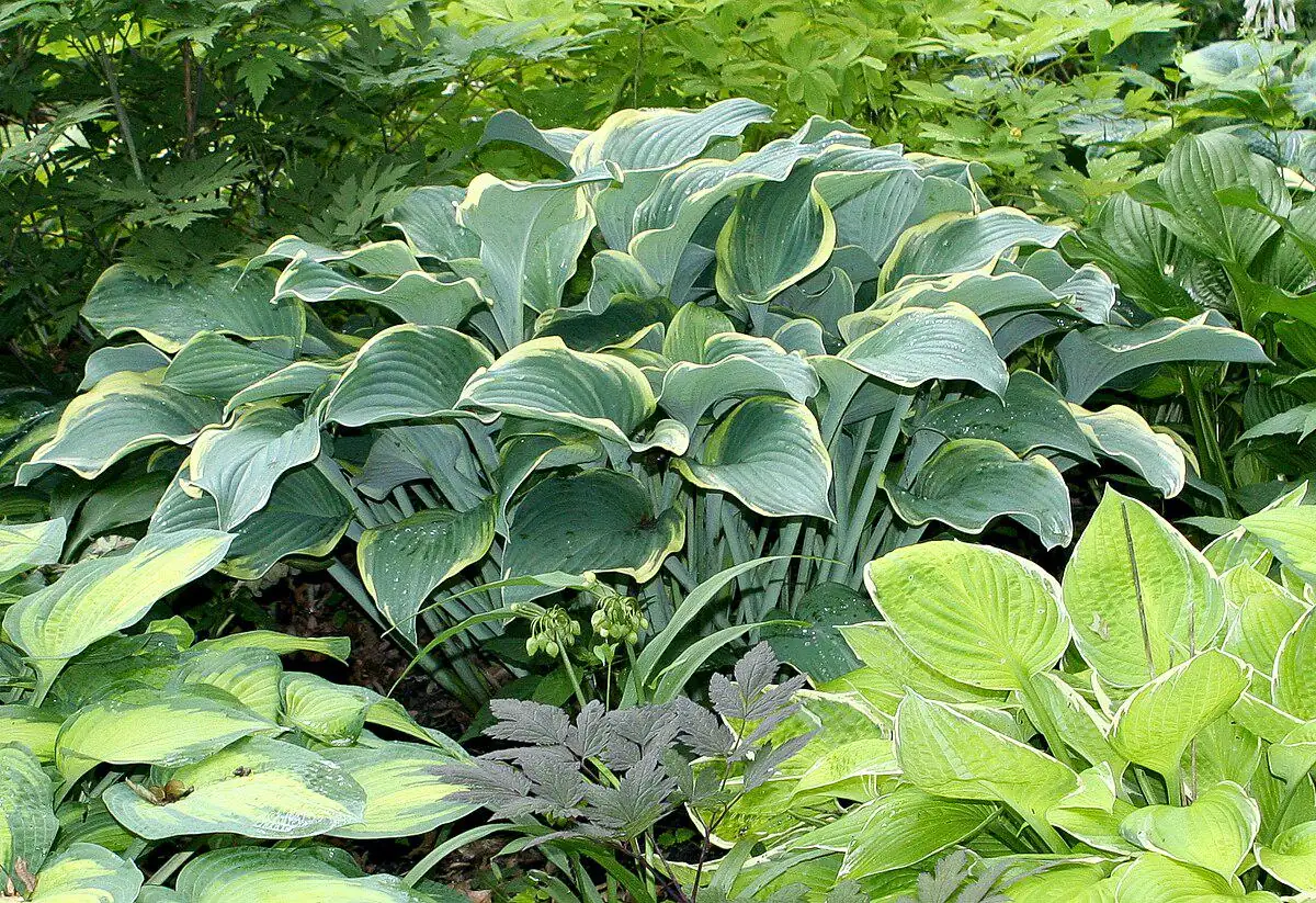 Regal Splendor Hosta Bare Root Plant - Frosty Blue Foliage, Purple Flowers - Image 1