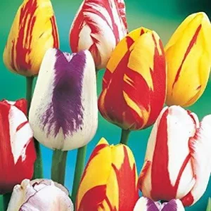 Rembrandt Mix Tulip Bulbs – Multicolored Streaked Tulips – USDA Zones 3-8 – Mid-Spring Blooms - Image 1