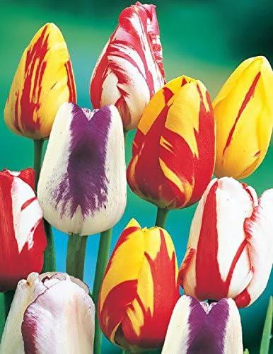 Rembrandt Mix Tulip Bulbs – Multicolored Streaked Tulips – USDA Zones 3-8 – Mid-Spring Blooms - Image 1