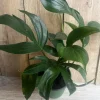 Rhaphidophora Decursiva Live Plant – Dragon Tail – 6 inch Pot – Indoor Climber - Image 1
