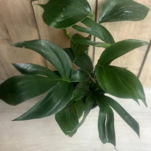 Rhaphidophora Decursiva Live Plant – Dragon Tail – 6 inch Pot – Indoor Climber - Image 4