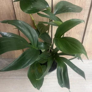 Rhaphidophora Decursiva Live Plant – Dragon Tail – 6 inch Pot – Indoor Climber - Image 8