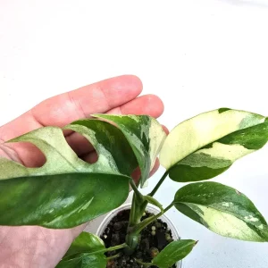 Rhaphidophora Tetrasperma Albo Variegated Live Plant - Rare Mini Monstera - Image 2