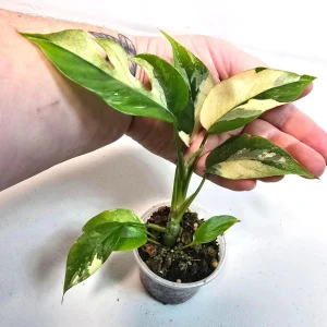 Rhaphidophora Tetrasperma Albo Variegated Live Plant - Rare Mini Monstera - Image 3