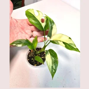 Rhaphidophora Tetrasperma Albo Variegated Live Plant - Rare Mini Monstera - Image 1