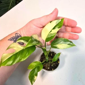 Rhaphidophora Tetrasperma Albo Variegated Live Plant - Rare Mini Monstera - Image 4