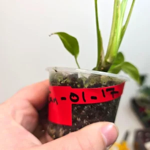 Rhaphidophora Tetrasperma Albo Variegated Live Plant - Rare Mini Monstera - Image 5